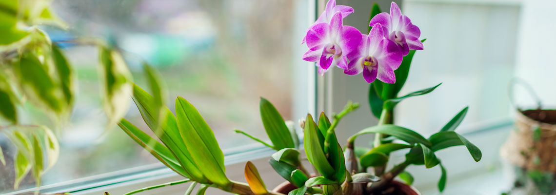 fleurs à planter